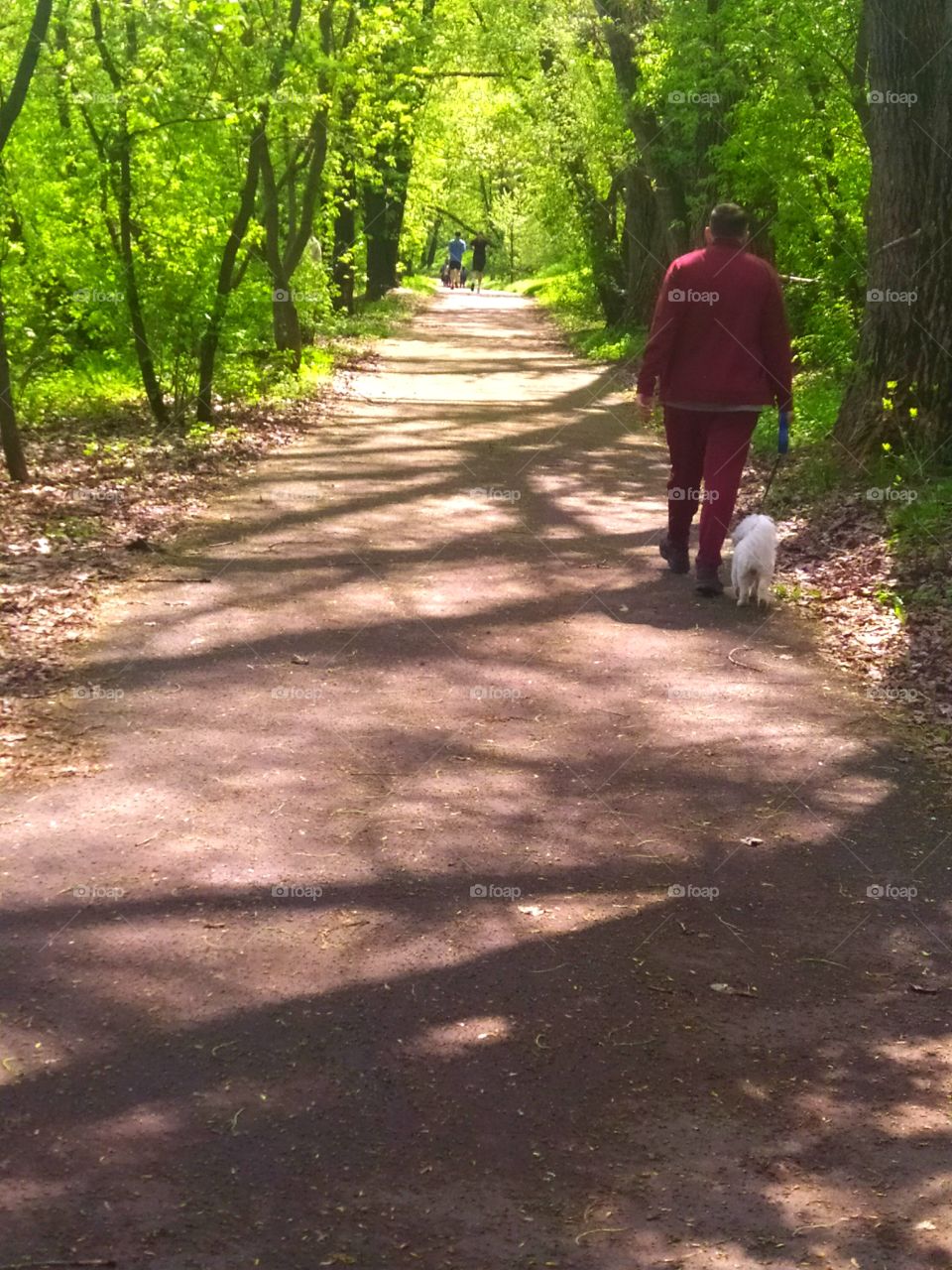 Spring morning.  The path followed by a man with a dog