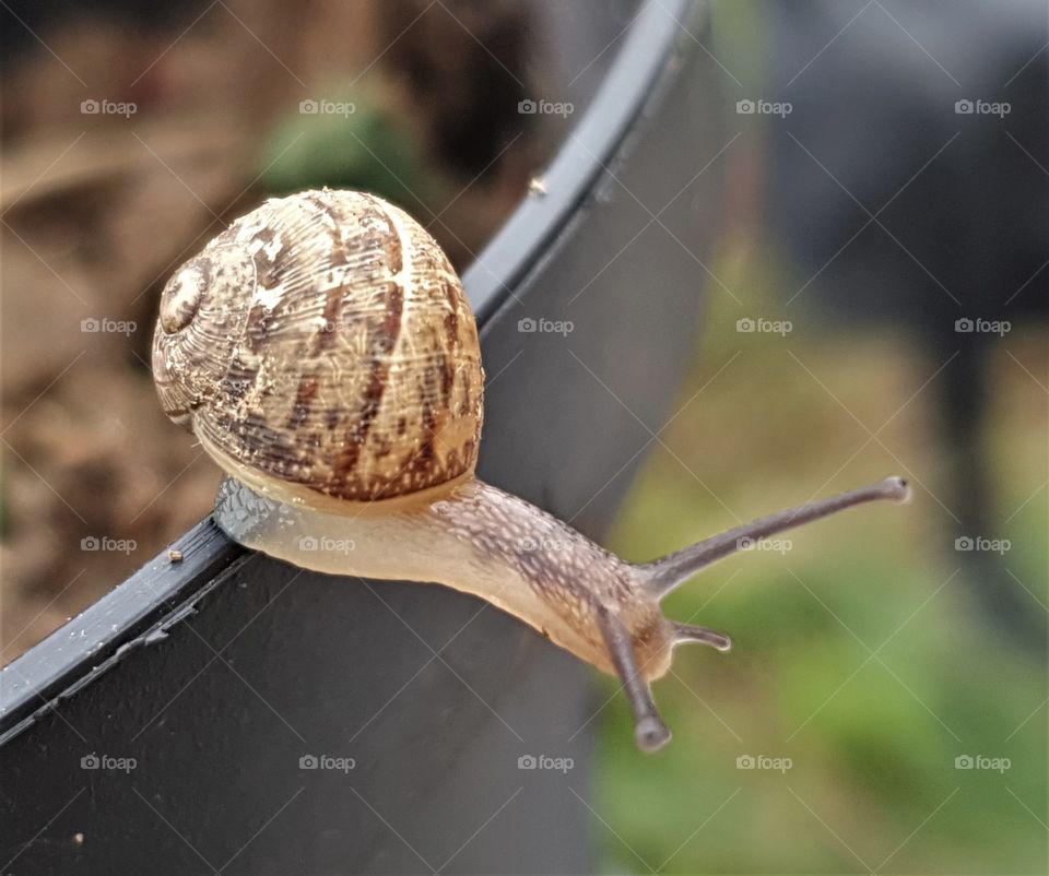 snail