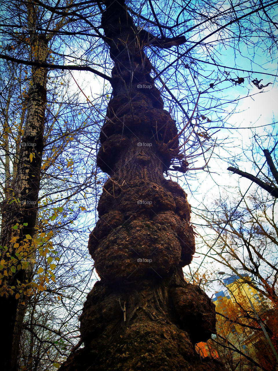 A tree whose trunk is covered with growths