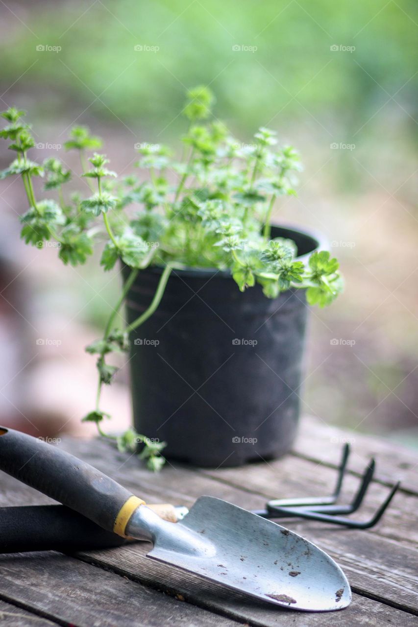 Gardening tools and a plant ready to be relocated