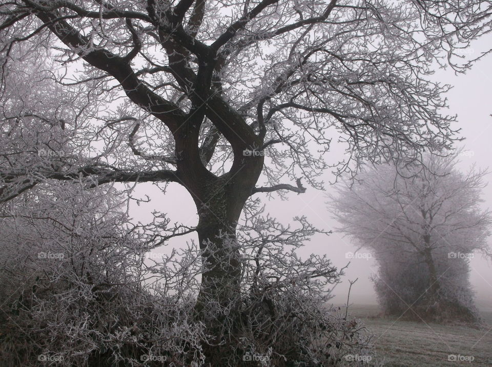 Winter Frost Schnee kalt Märchen Mystik grau weiss Nebel