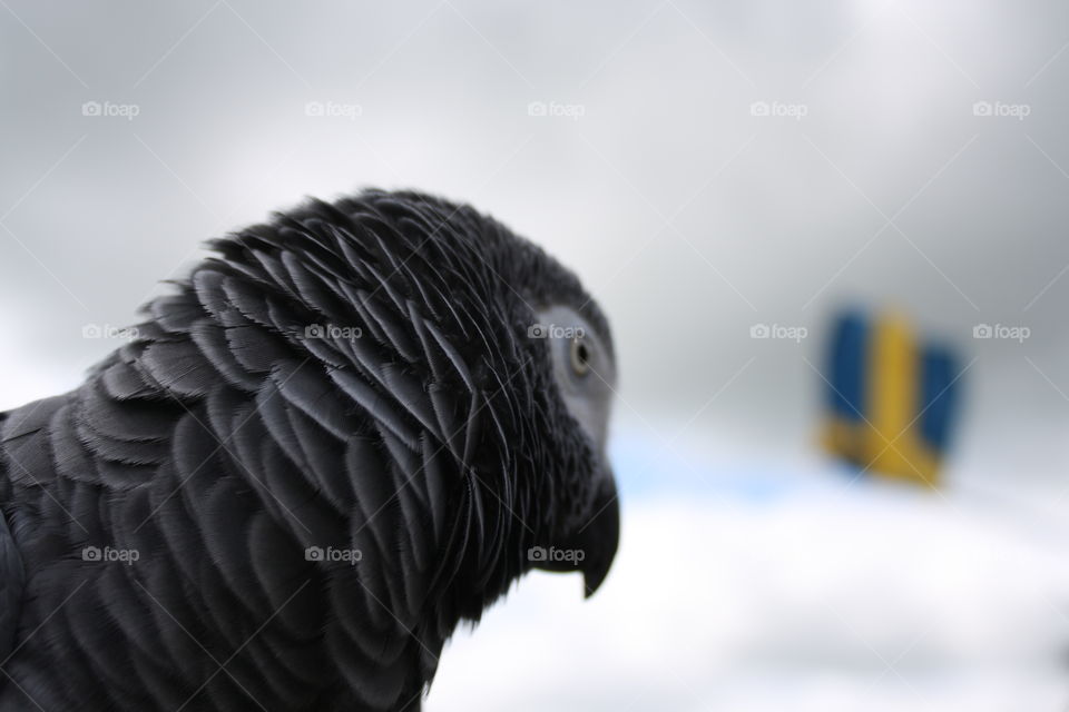 Parrot and a flag. Sweden