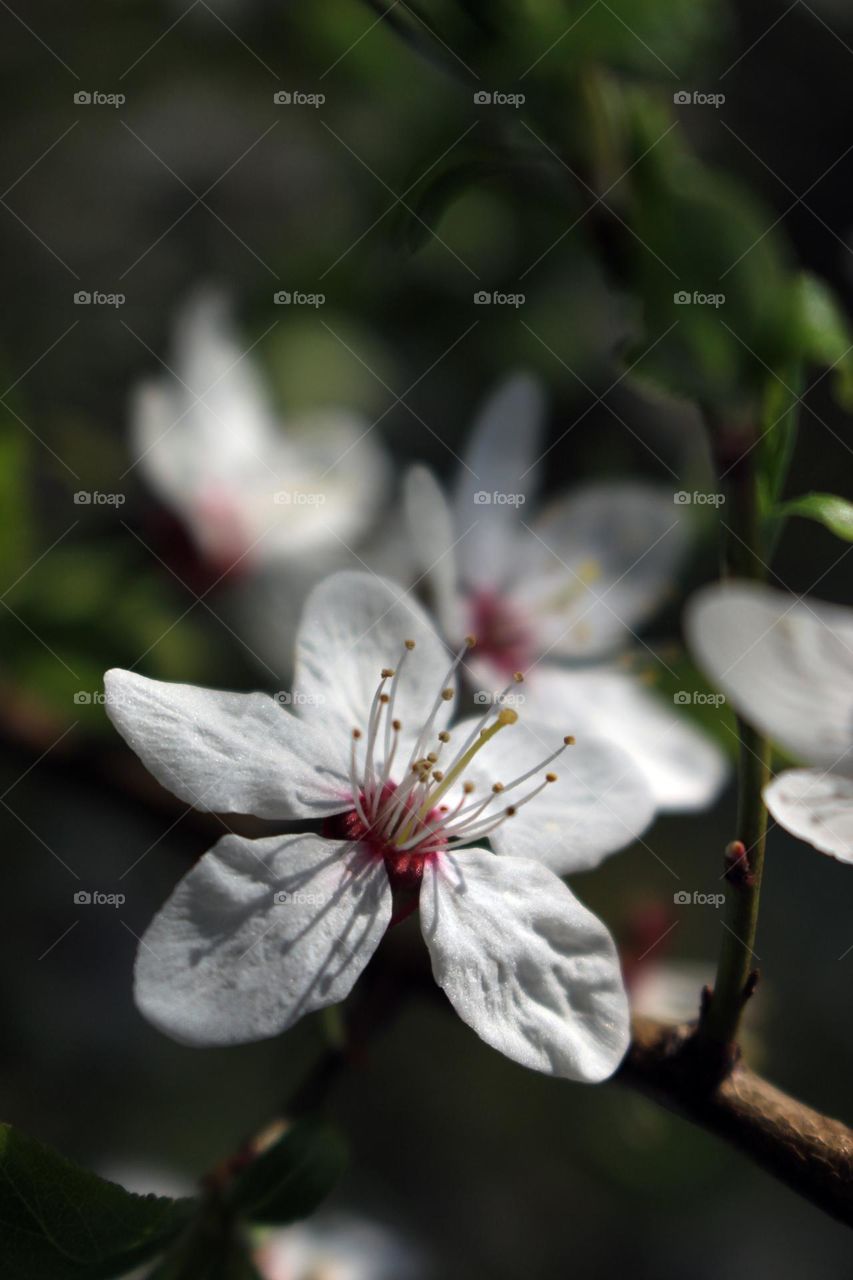 Close Up of a Small Cherry Blossom on a Tree Branch