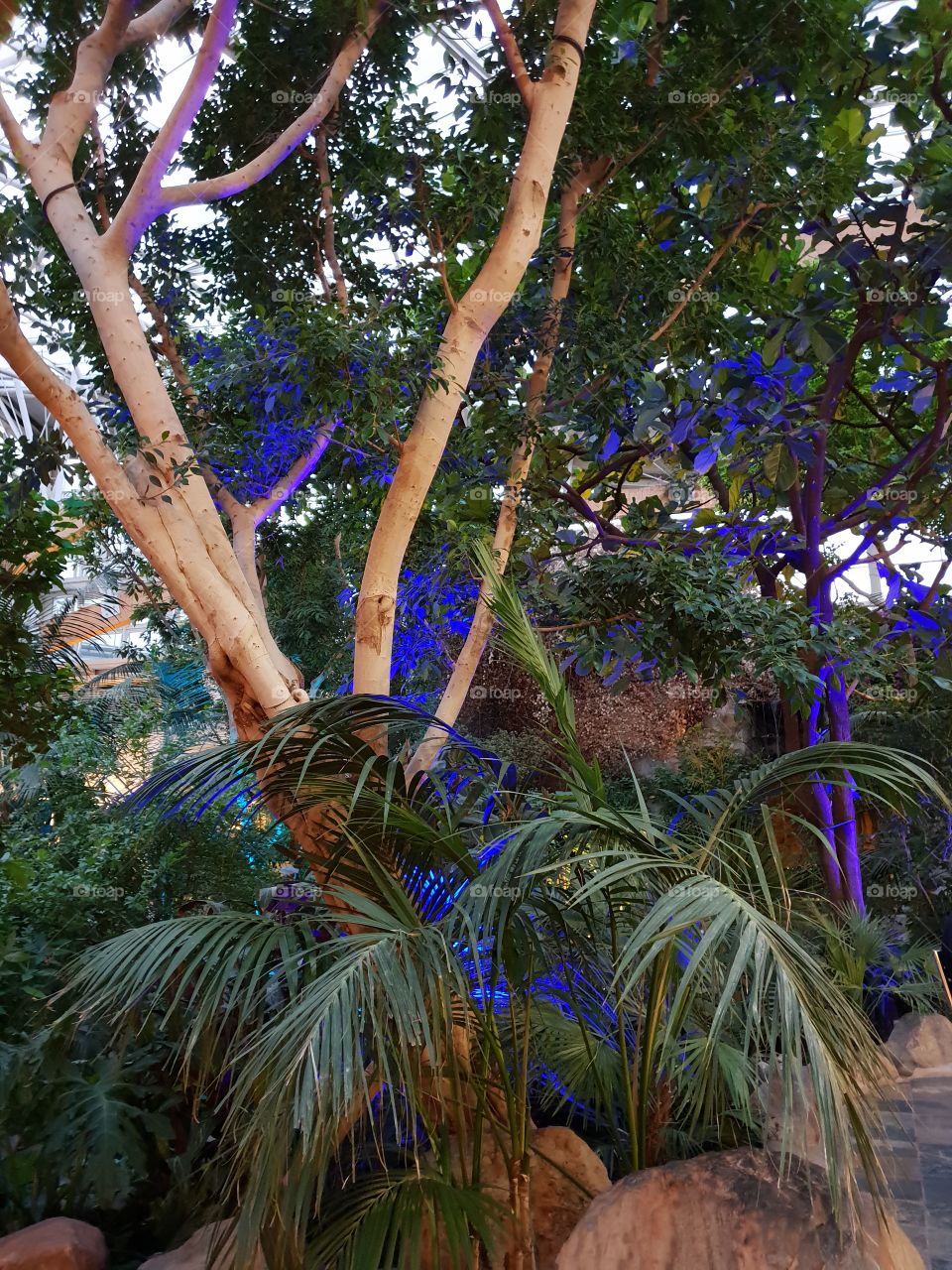 Blue lit tree