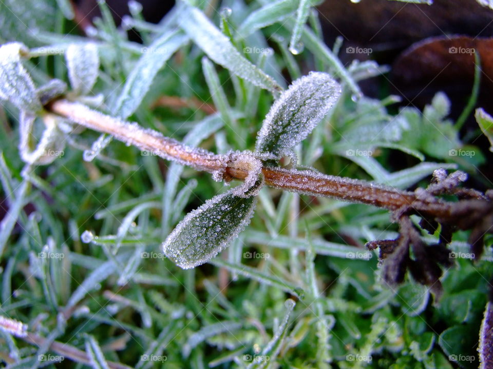Leaf on stem covered in frost