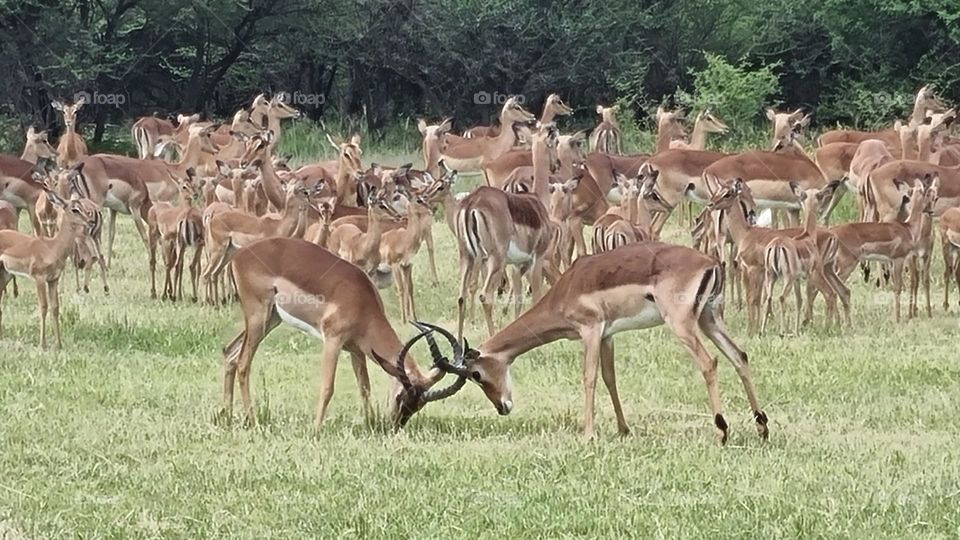 two impalas trying to dominate each other.