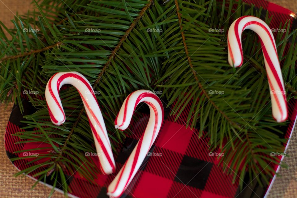 Candy canes and tree branches on plaid
