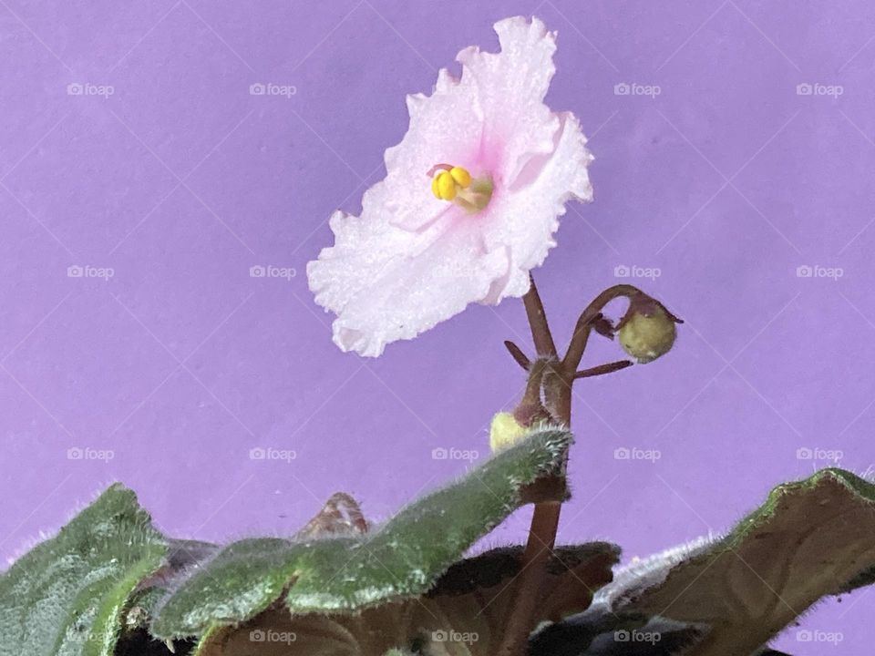 Ambiente roxo claro com flor lilás clara. Flor de violeta vista de perfil.