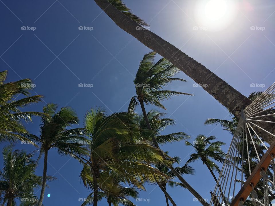 Palm trees and the sky