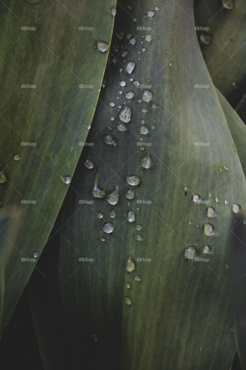 raindrops