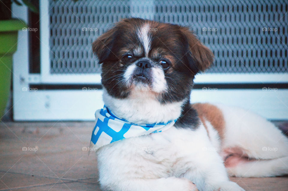 Portrait of a pekingese dog with neckerchief