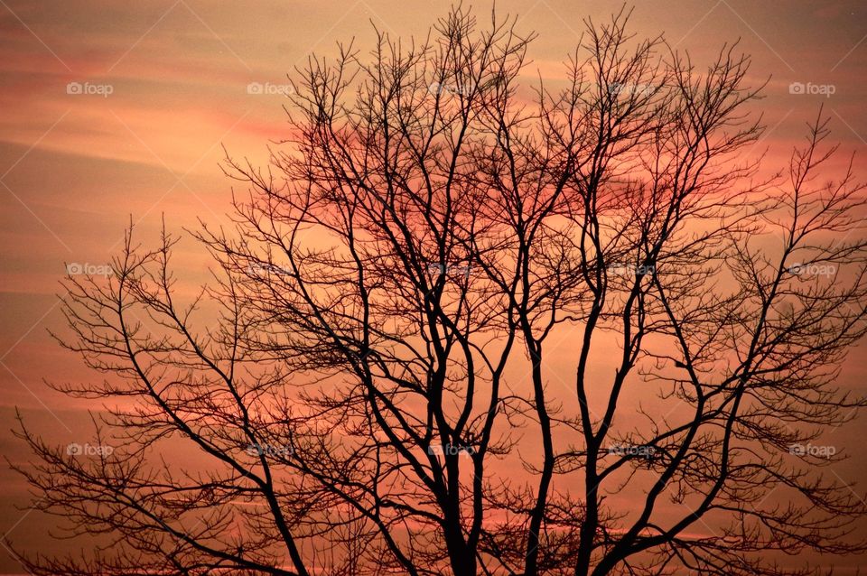 Sunset trees 