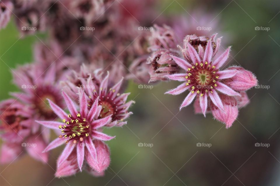 macro chicks and hen flower