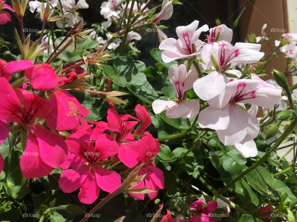 Dark pink and light pink