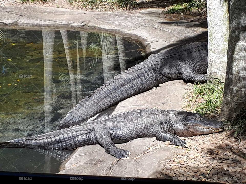 Crocodiles 