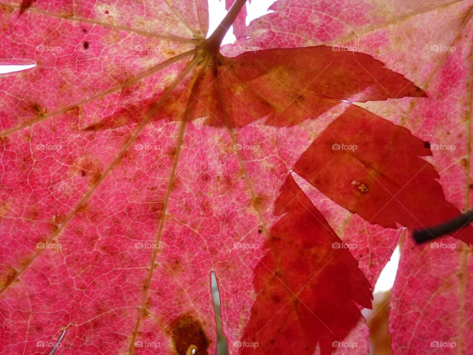 Red Leaves