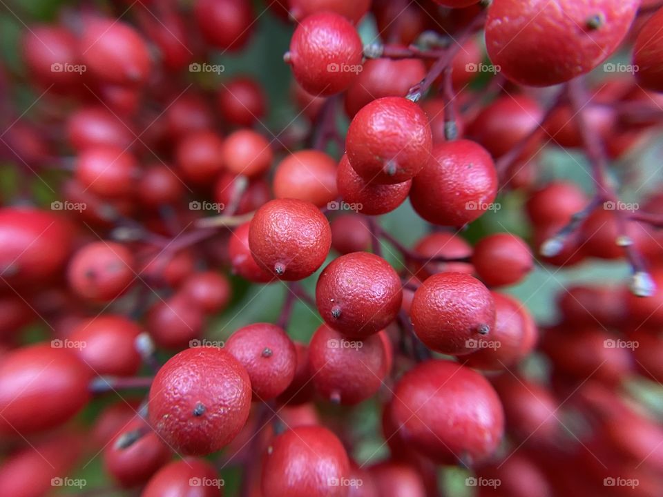 Red berries in late autumn 