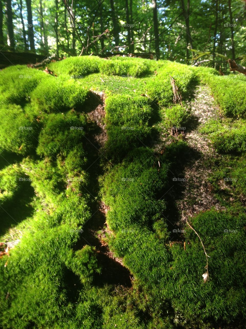 Mossy 