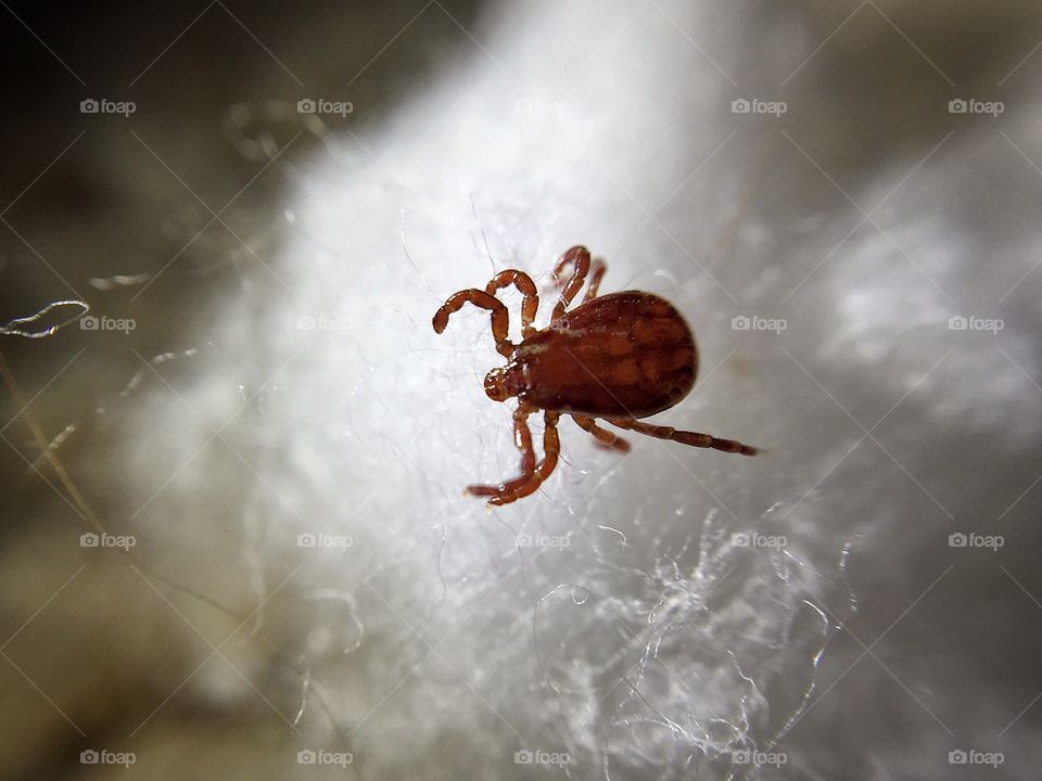 Tiny tick macro on a cotton ball