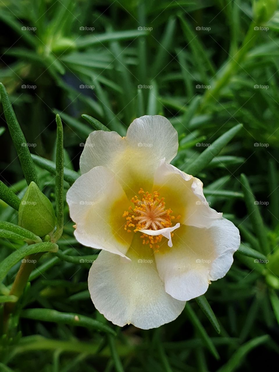 the portulaca grandiflora