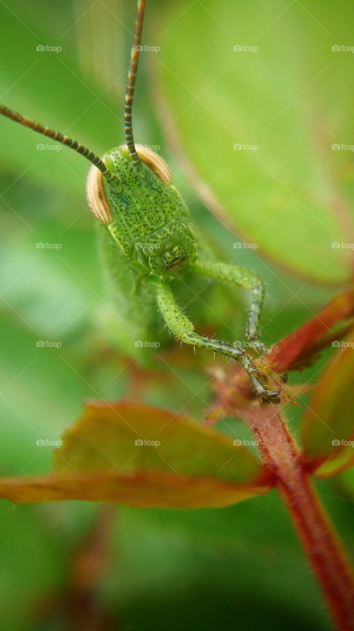 the most beautiful little grasshopper close up photo