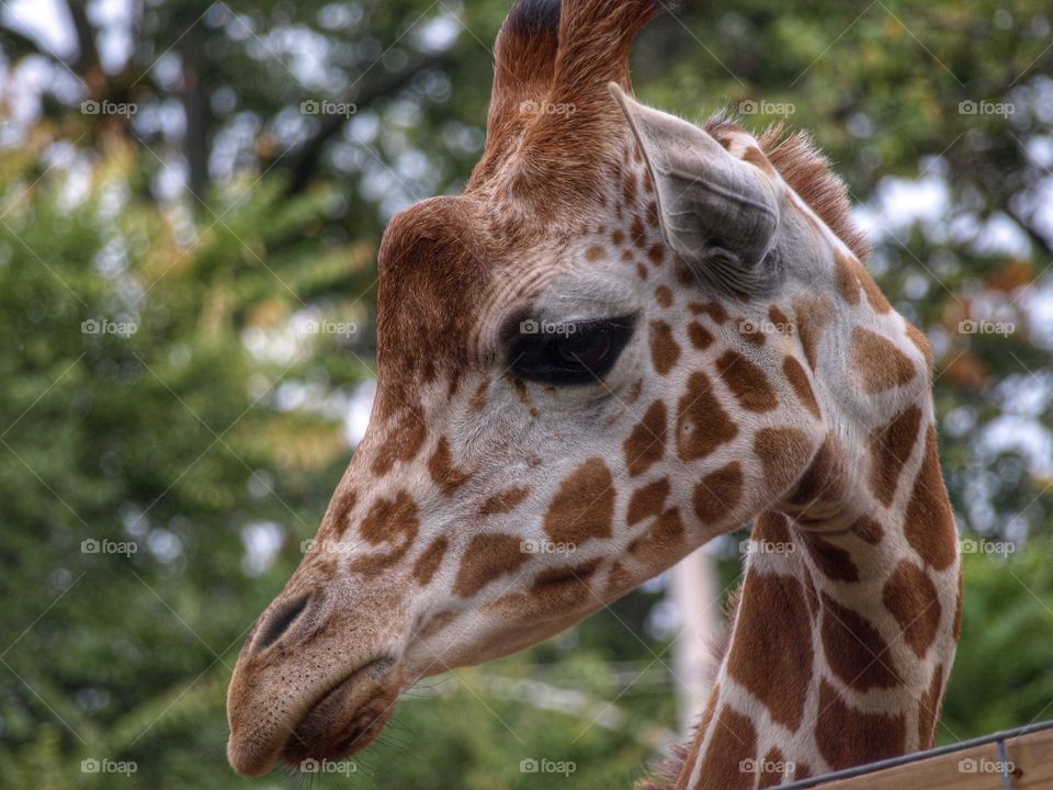 Profile in Giraffe