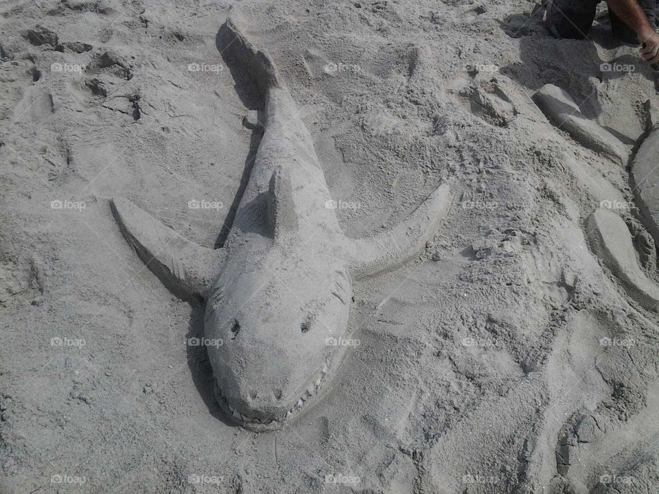 sand shark