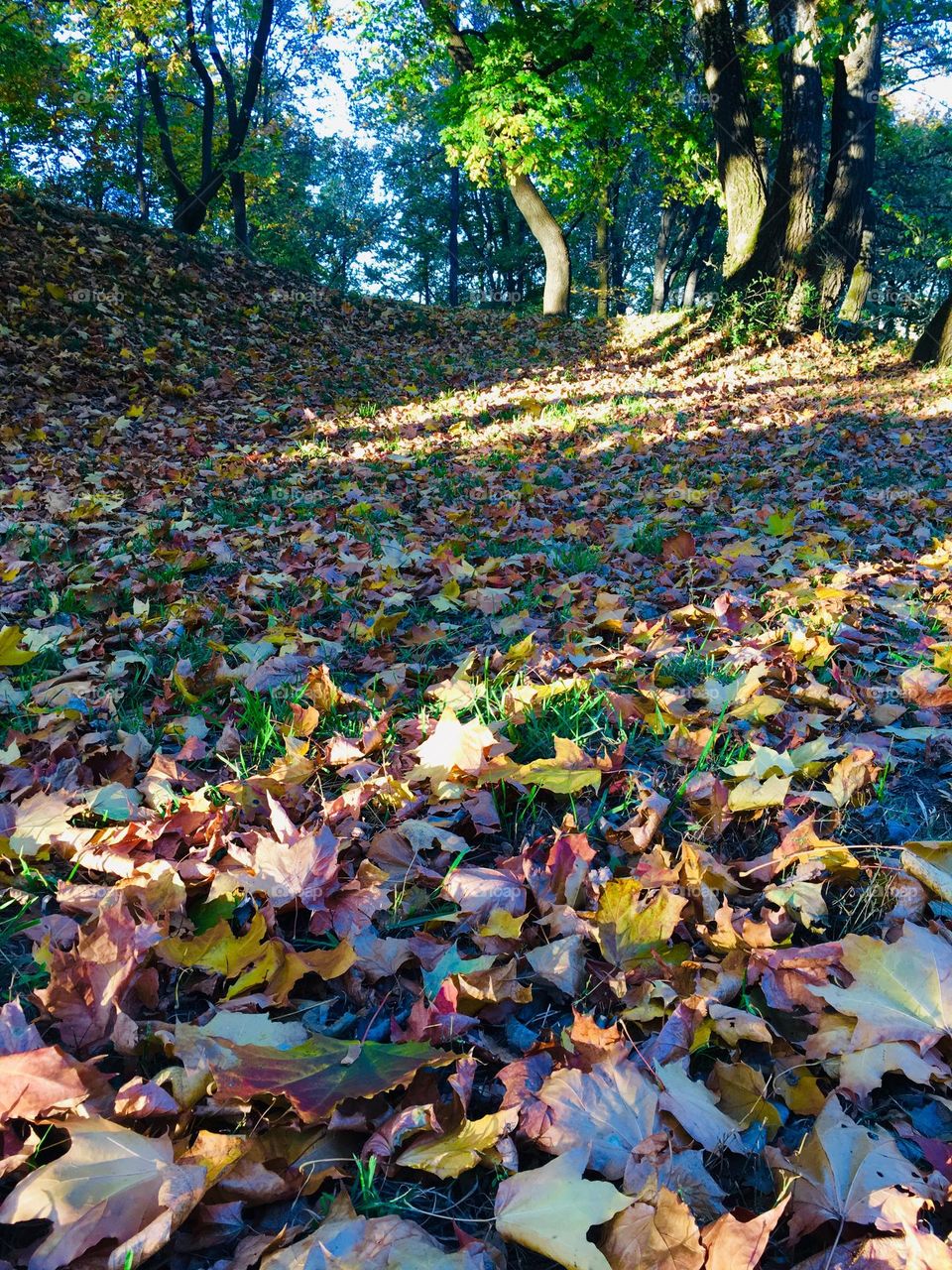 Colorful autumn 