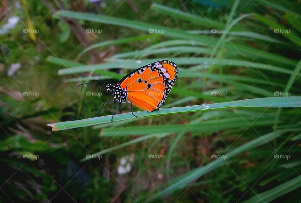 Orange Butterfly