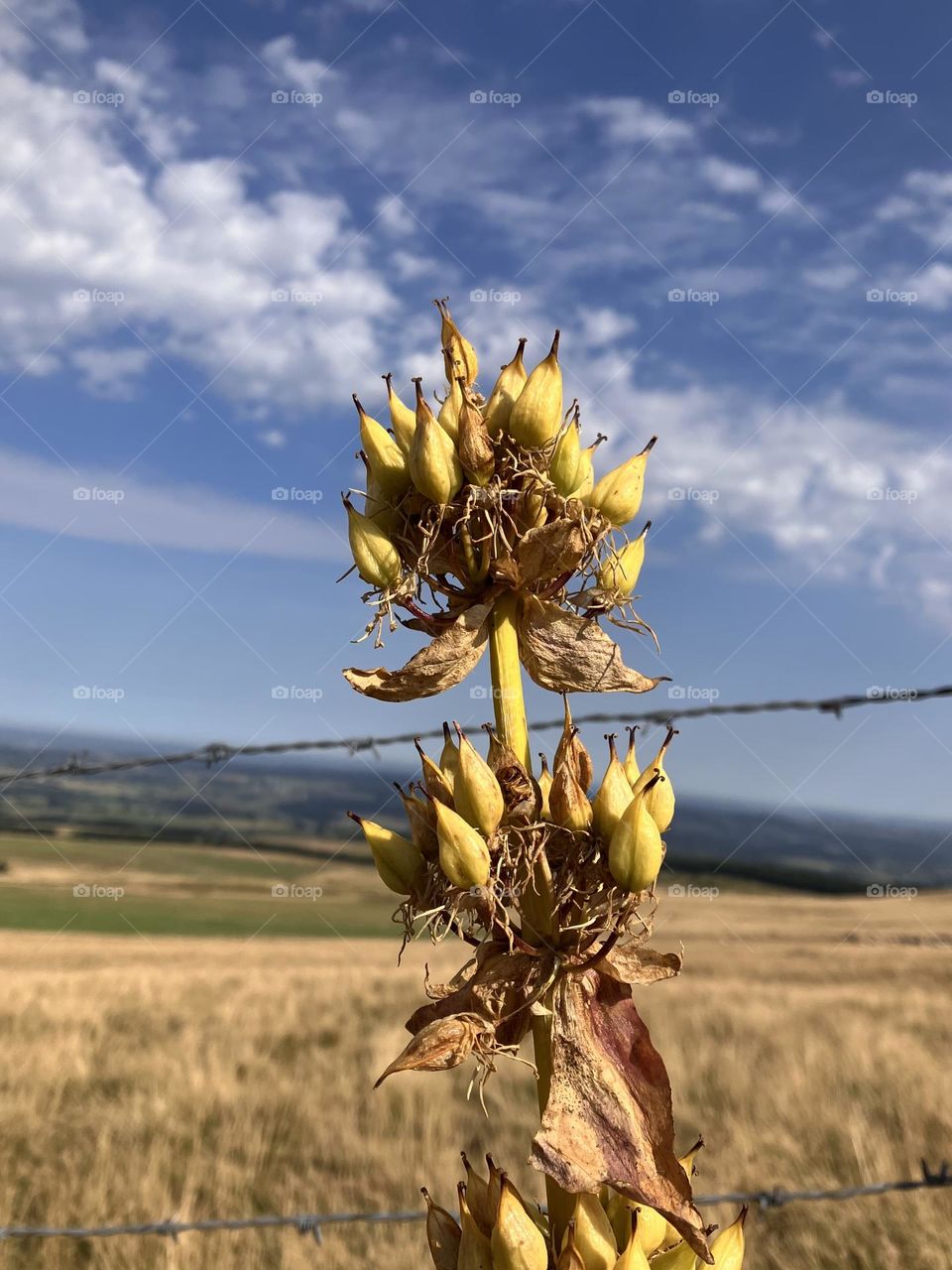 End of blooming for big yellow gentiana 