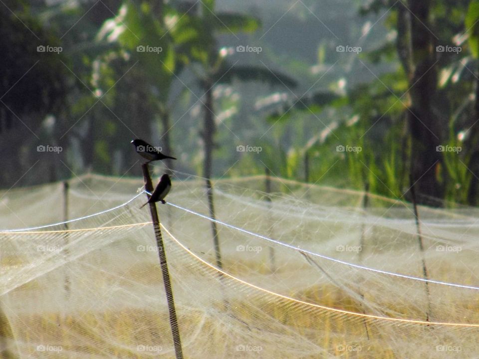 Bird in the middle of the rice plant trap