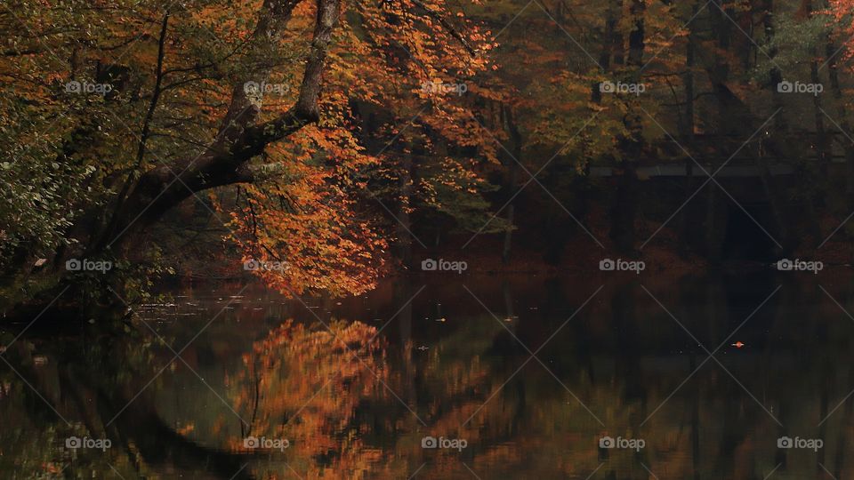 Reflection tree autumn