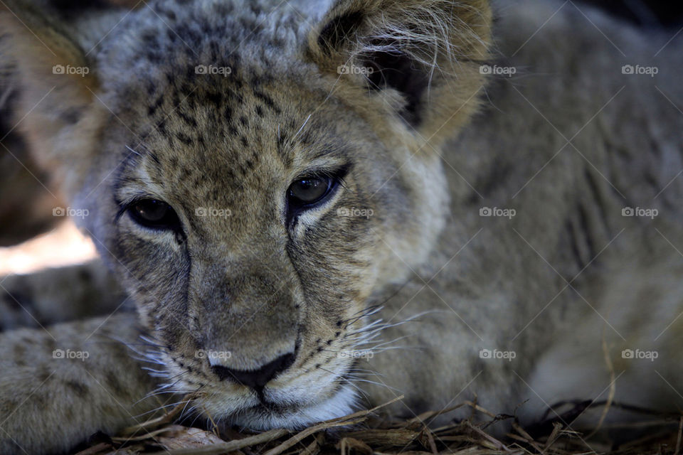 young baby animal mammals by focused