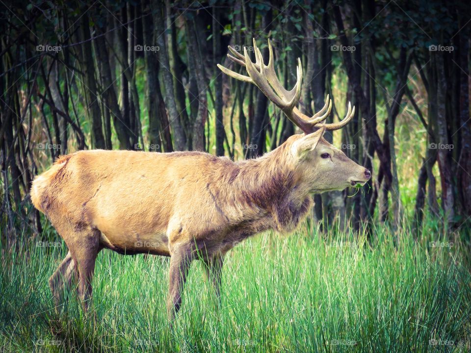 A deer just outside town🙏🏻