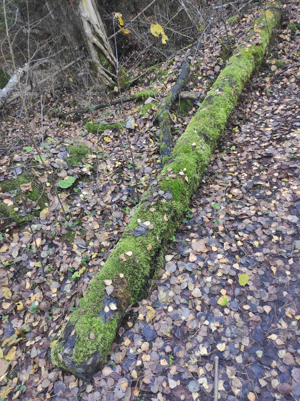 Tree covered with moss in the autumn forest