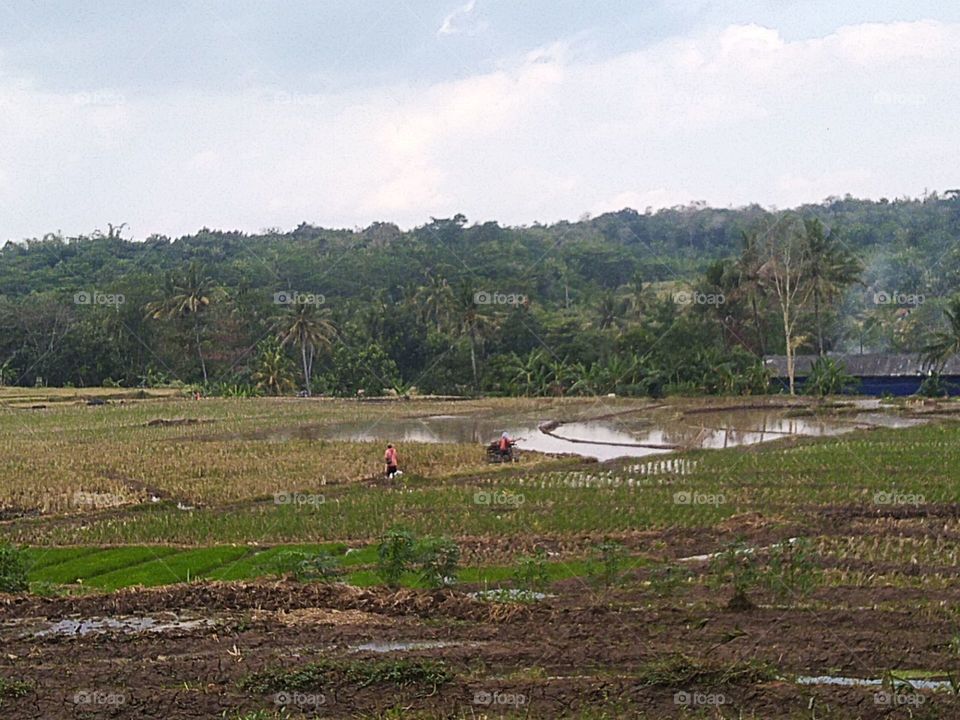 View of rice fields and farmers plowing