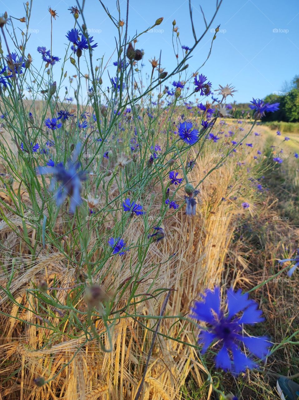 Beautiful nature 🥰💐💐💐