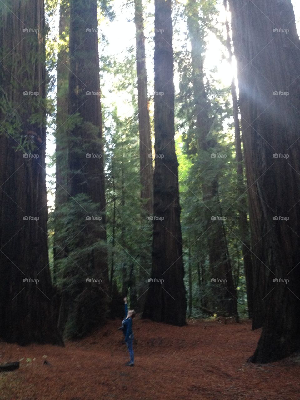 Big trees little lady