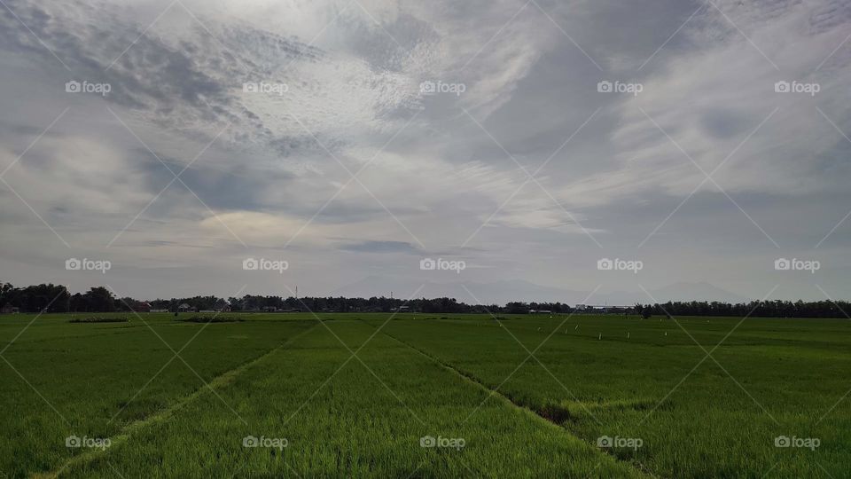 Rice field in East Java