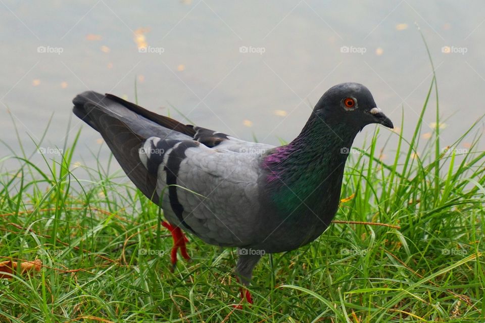 Ordinary Pigeon 