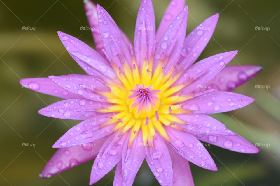 Purple lotus flower at a park 