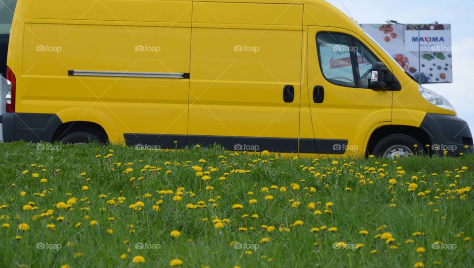 Yellow dandelions and yellow transporter