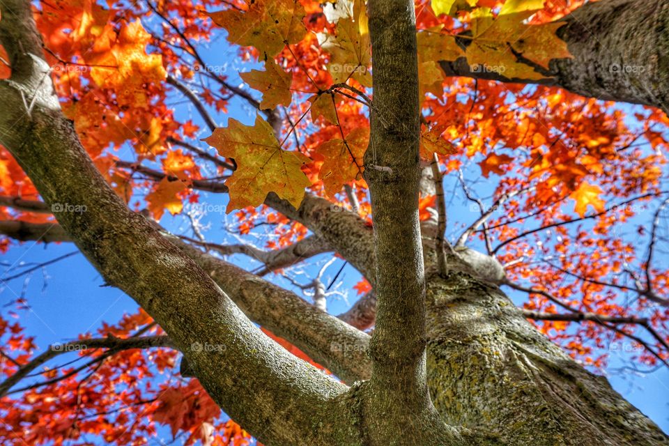 Nature. Autumn Colors