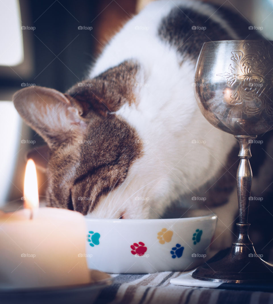 A cat experiencing fine dining with a candle and silver goblet 