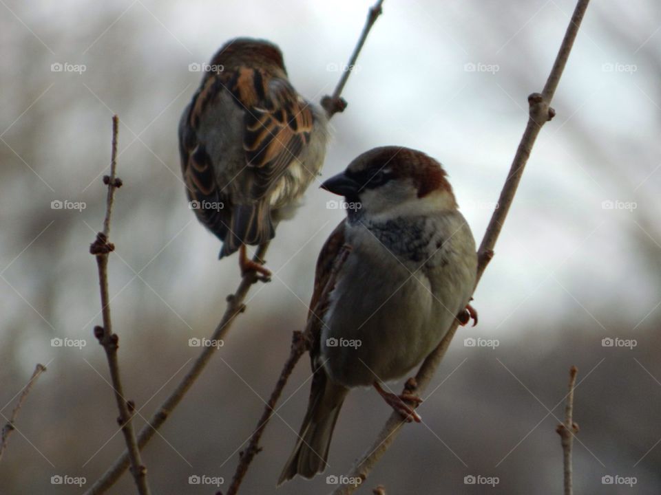 Sparrows