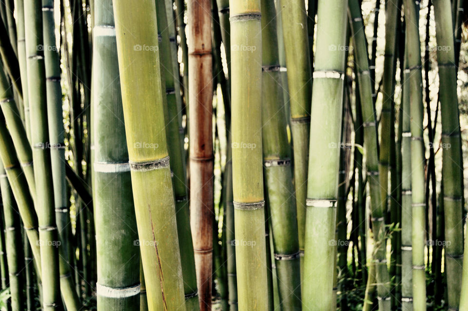 Close-up of bamboo trees