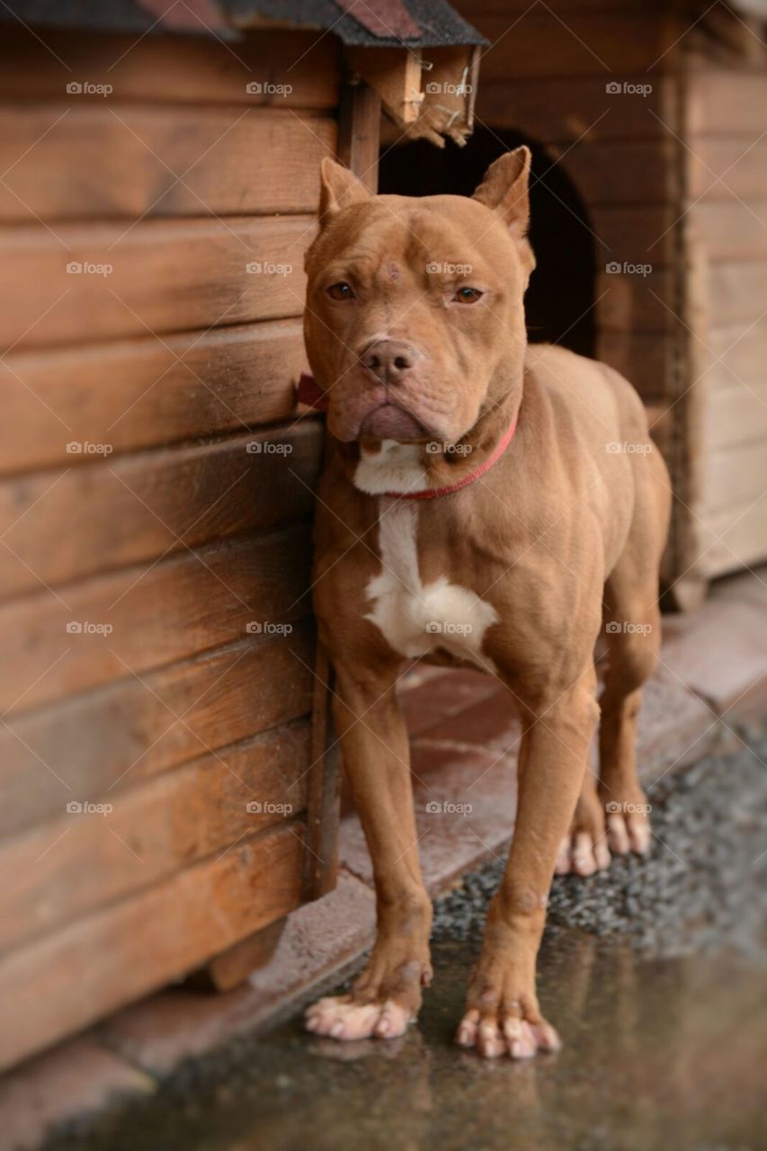 Dog, Mammal, Pet, No Person, Canine