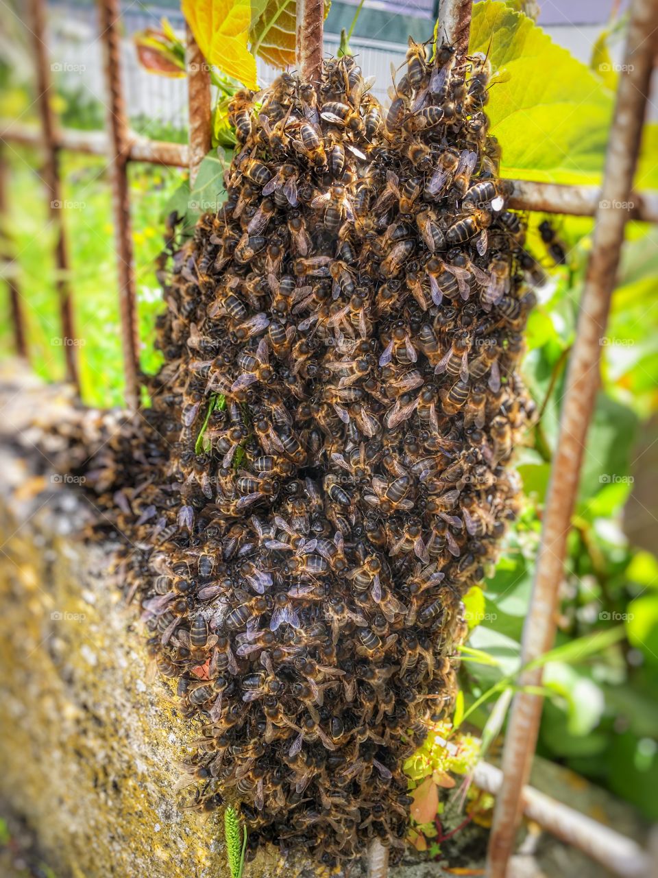 Unexpected swarm of bee a