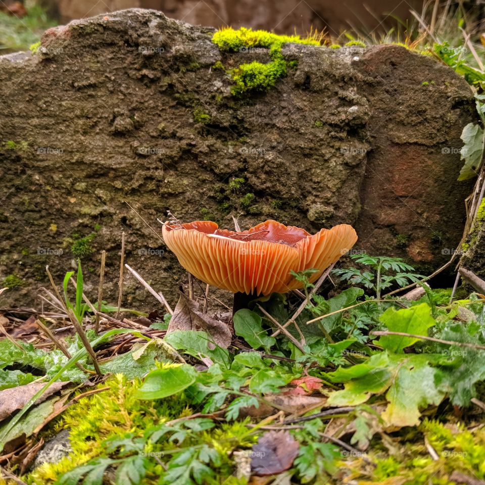 the mushroom in stones