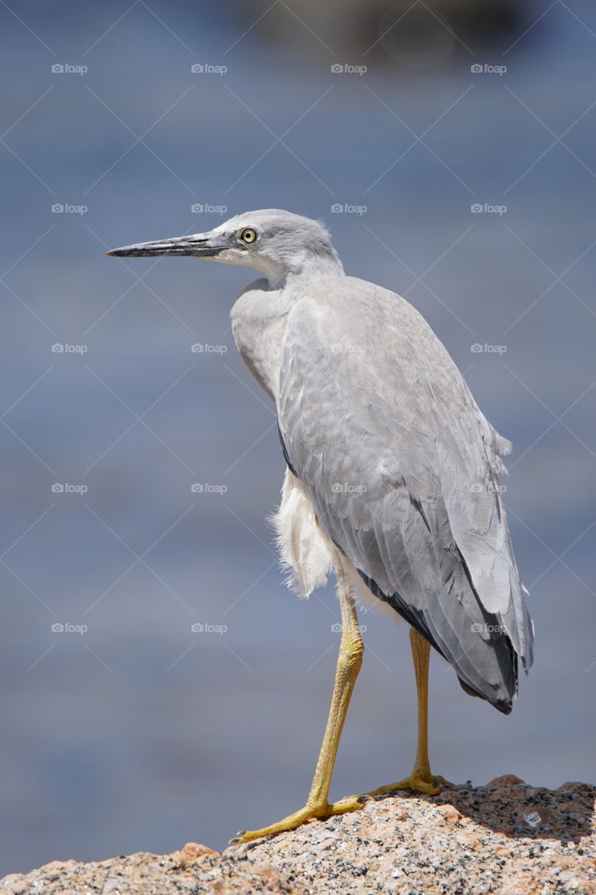 Grey Heron